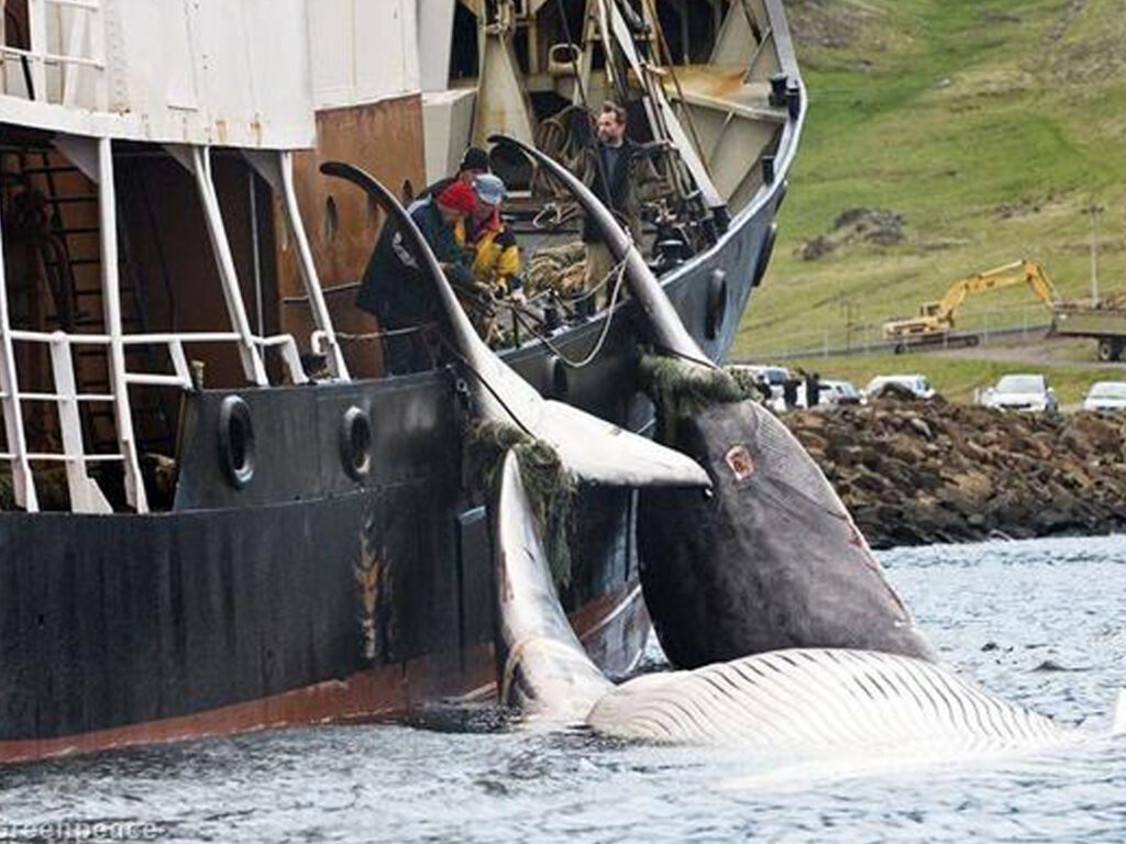 کشتار نهنگ