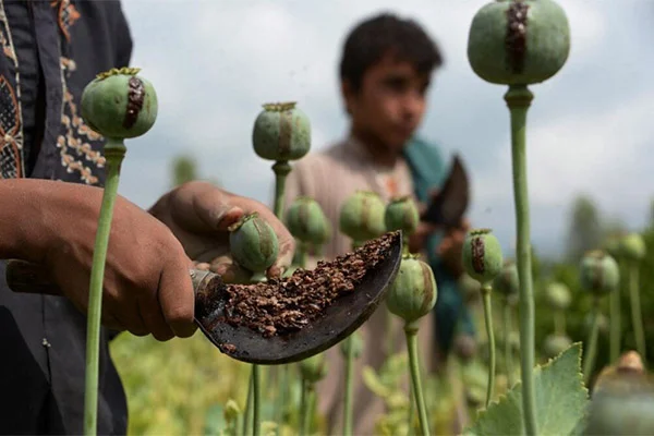 افزایش پرورش خشخاش در افغانستان