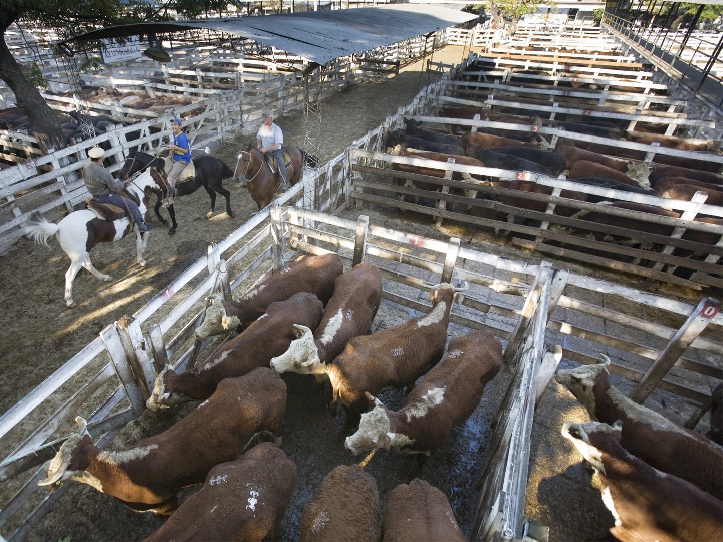 تولید گوشت گاو در اروگوئه